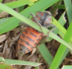 Spilostethus rivularis