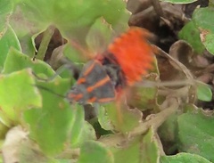 Spilostethus rivularis