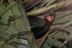 Bucorvus abyssinicus