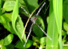 Argiope catenulata