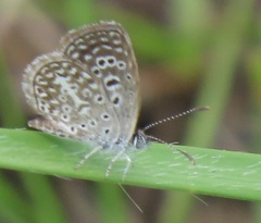 Actizera lucida