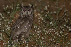 Bubo cinerascens