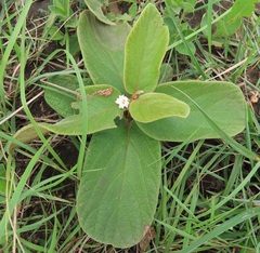 Diospyros galpinii