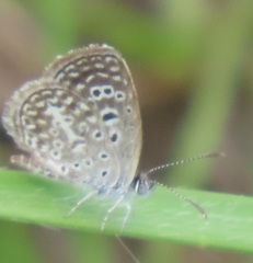 Actizera lucida
