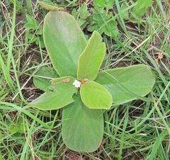Diospyros galpinii