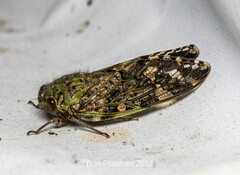 Cicadoidea