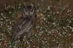 Bubo cinerascens