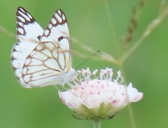 Scabiosa columbaria