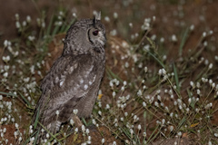 Bubo cinerascens