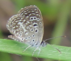 Actizera lucida
