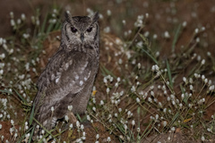 Bubo cinerascens