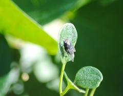 Calliphora vicina