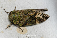 Cicadoidea