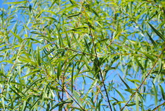 Salix nigra