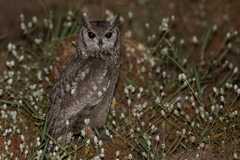 Bubo cinerascens