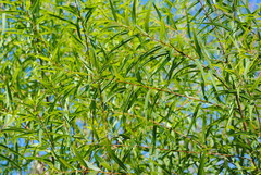 Salix nigra