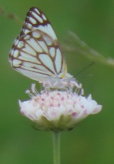 Scabiosa columbaria