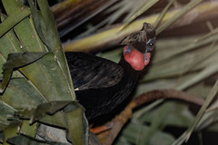Bucorvus abyssinicus