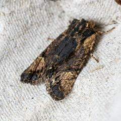 Noctuinae
