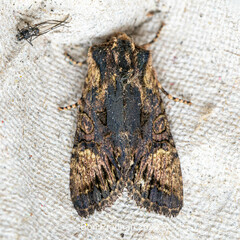Noctuinae