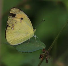 Ixias pyrene andamana