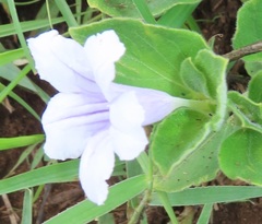 Ruellia cordata