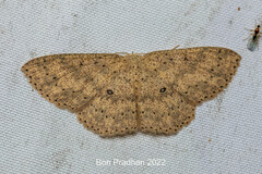 Cyclophora