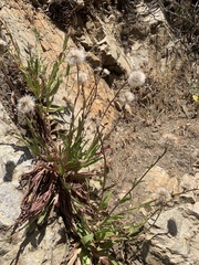 Hypochaeris scorzonerae