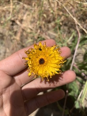 Hypochaeris scorzonerae