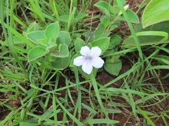 Ruellia cordata