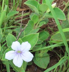 Ruellia cordata
