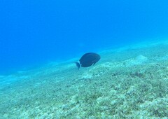Acanthurus gahhm