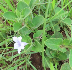 Ruellia cordata