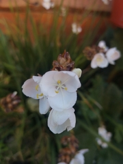 Libertia chilensis