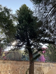 Araucariaceae