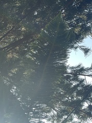 Araucariaceae