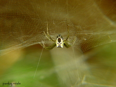 Cyrtophora cicatrosa