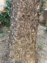 Araucariaceae