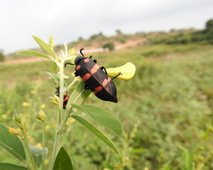 Hycleus biundulatus