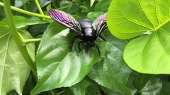 Xylocopa latipes