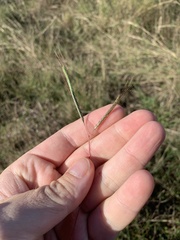 Dichanthium aristatum