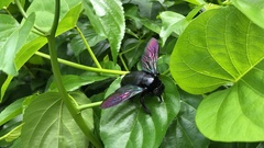 Xylocopa latipes