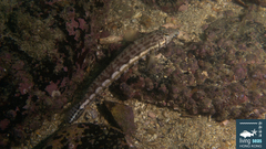 Parapercis kamoharai