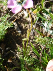 Drosera zeyheri