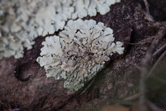 Xanthoparmelia stenophylla