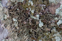 Xanthoparmelia stenophylla