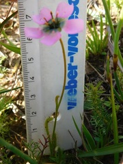 Drosera zeyheri