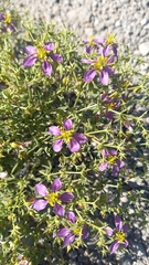 Fagonia chilensis