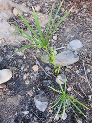 Cyperus alternifolius