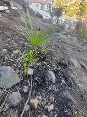 Cyperus alternifolius